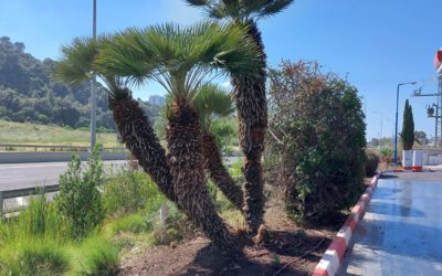 תחנת דלק באזור חיפה